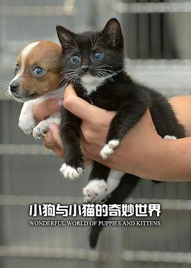 小狗与小猫的奇妙世界海报